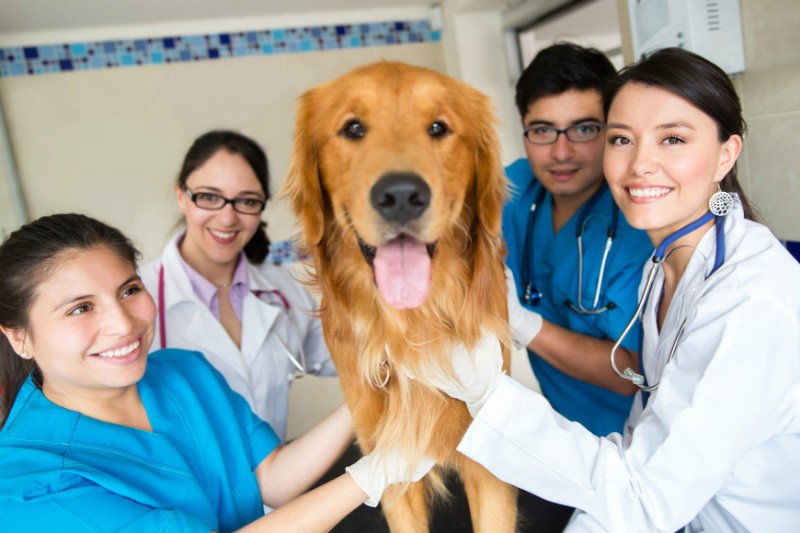 massey university school of veterinary science – CollegeLearners.com